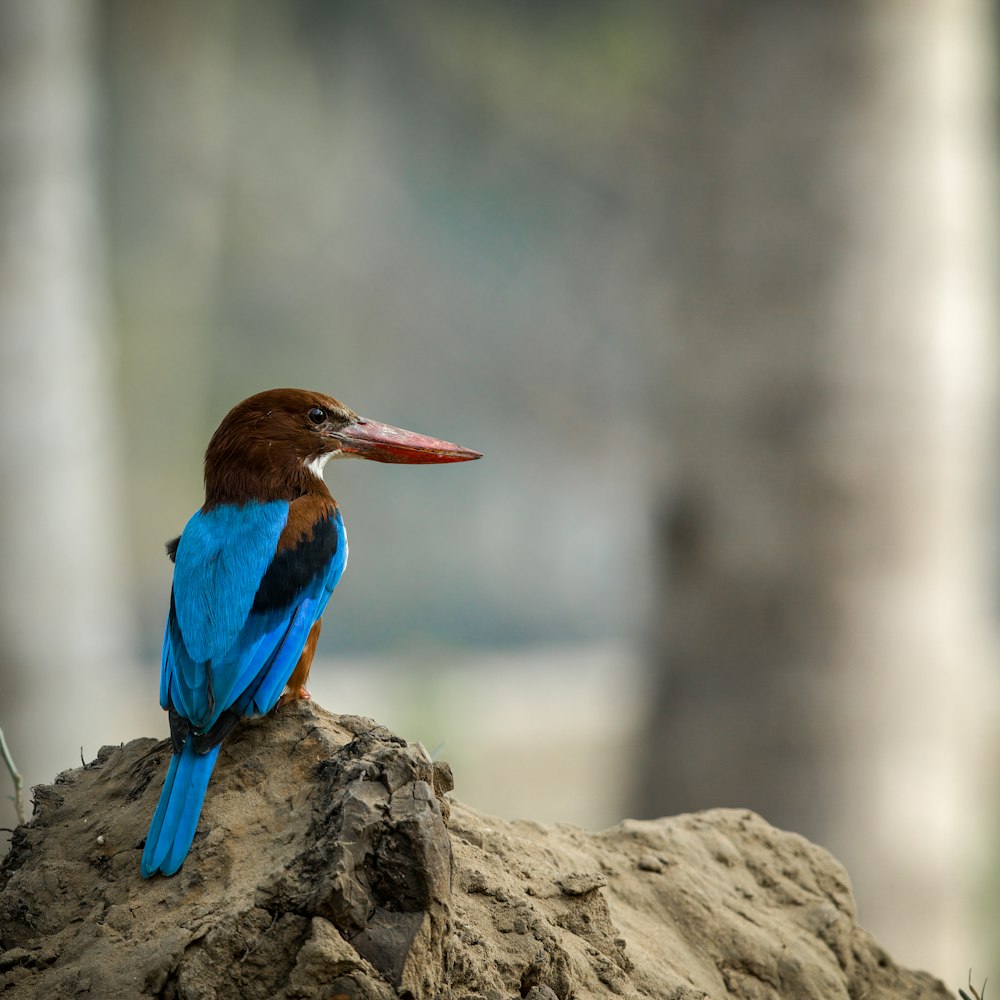 a blue and brown bird sitting on top of a rock