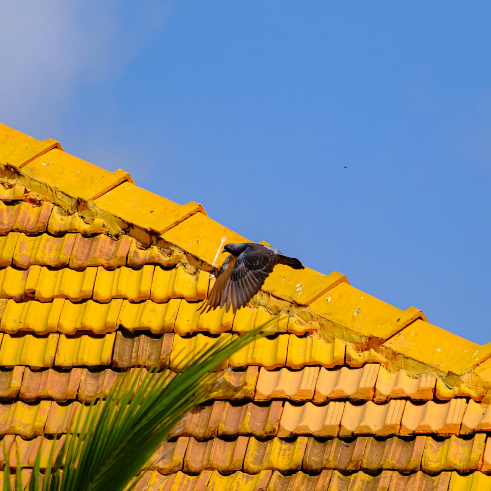 黄色い瓦屋根の上を飛ぶ鳥