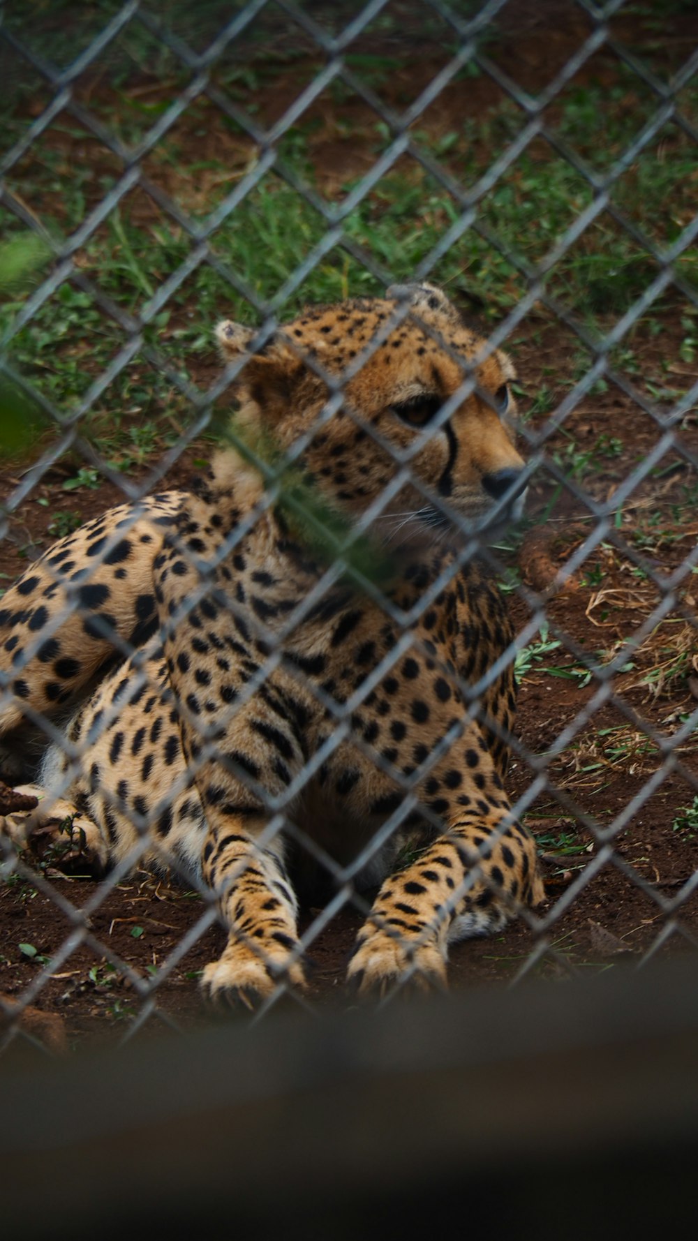 a cheetah laying down behind a chain link fence