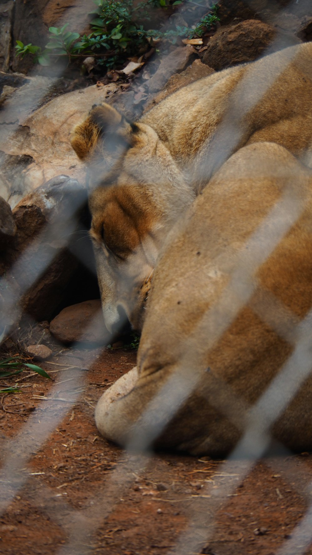 a lion laying on the ground behind a fence
