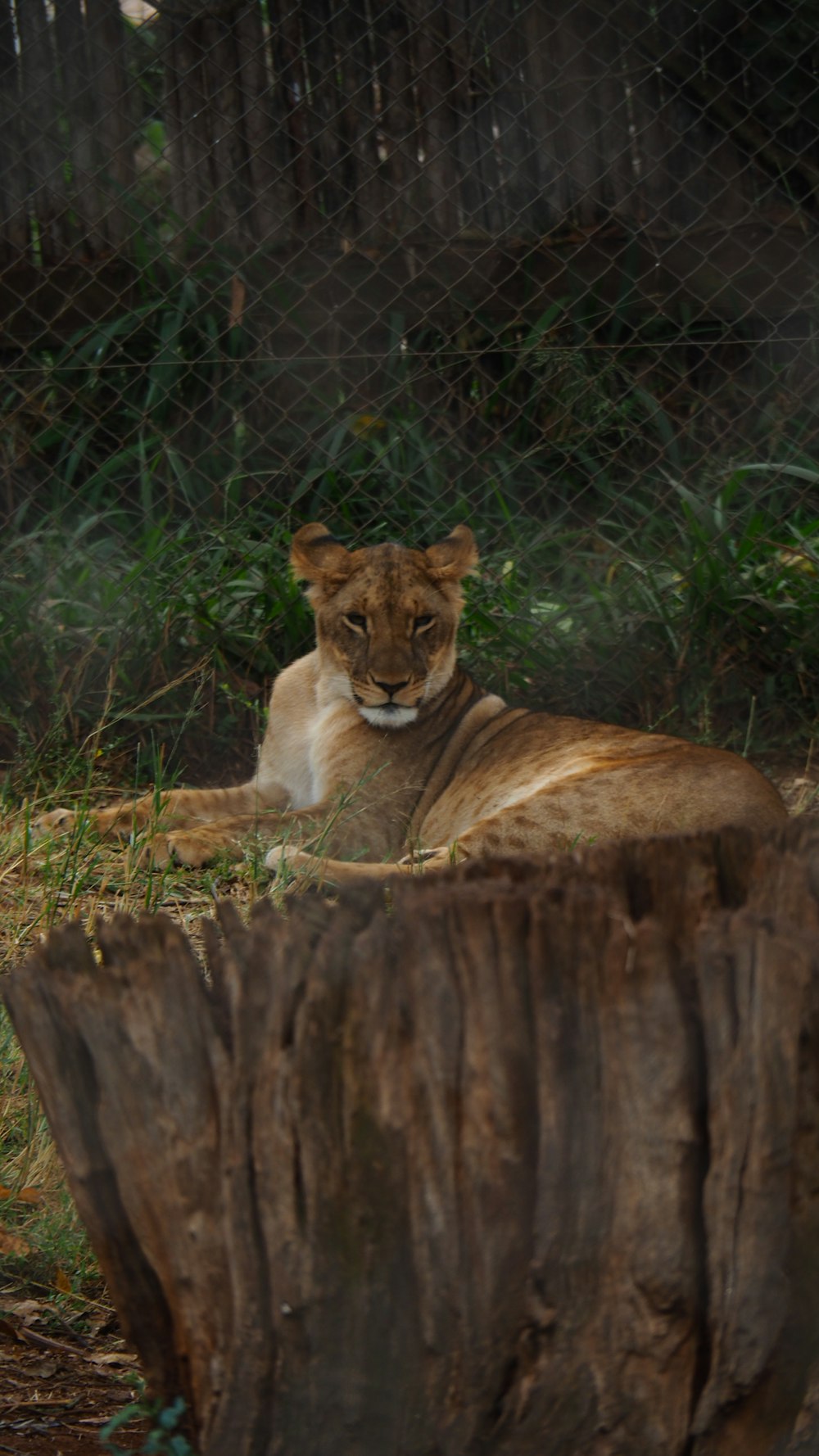 a lion laying on top of a tree stump