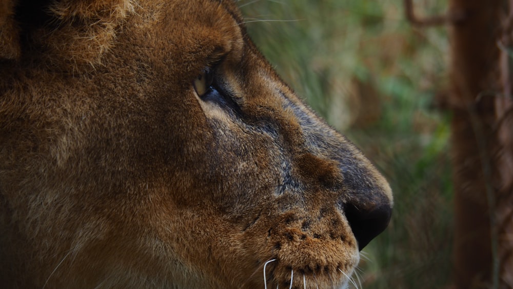 a close up of a lion's face with trees in the background