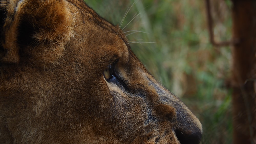 a close up of a lion's face with trees in the background