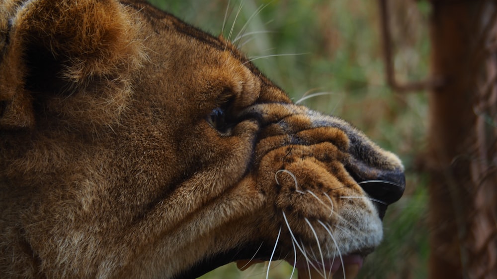 a close up of a lion with its mouth open