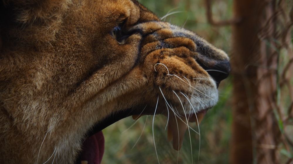 a close up of a dog with its mouth open