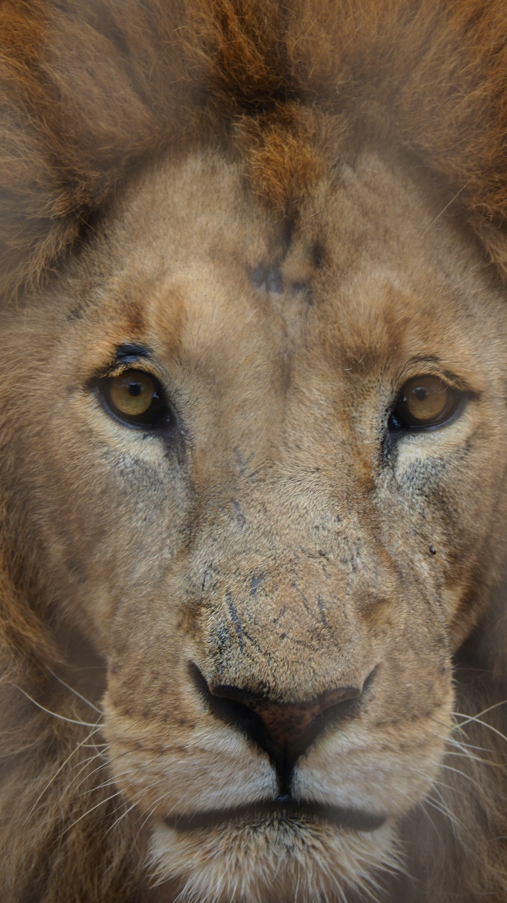 a close up of a lion's face with a blurry background