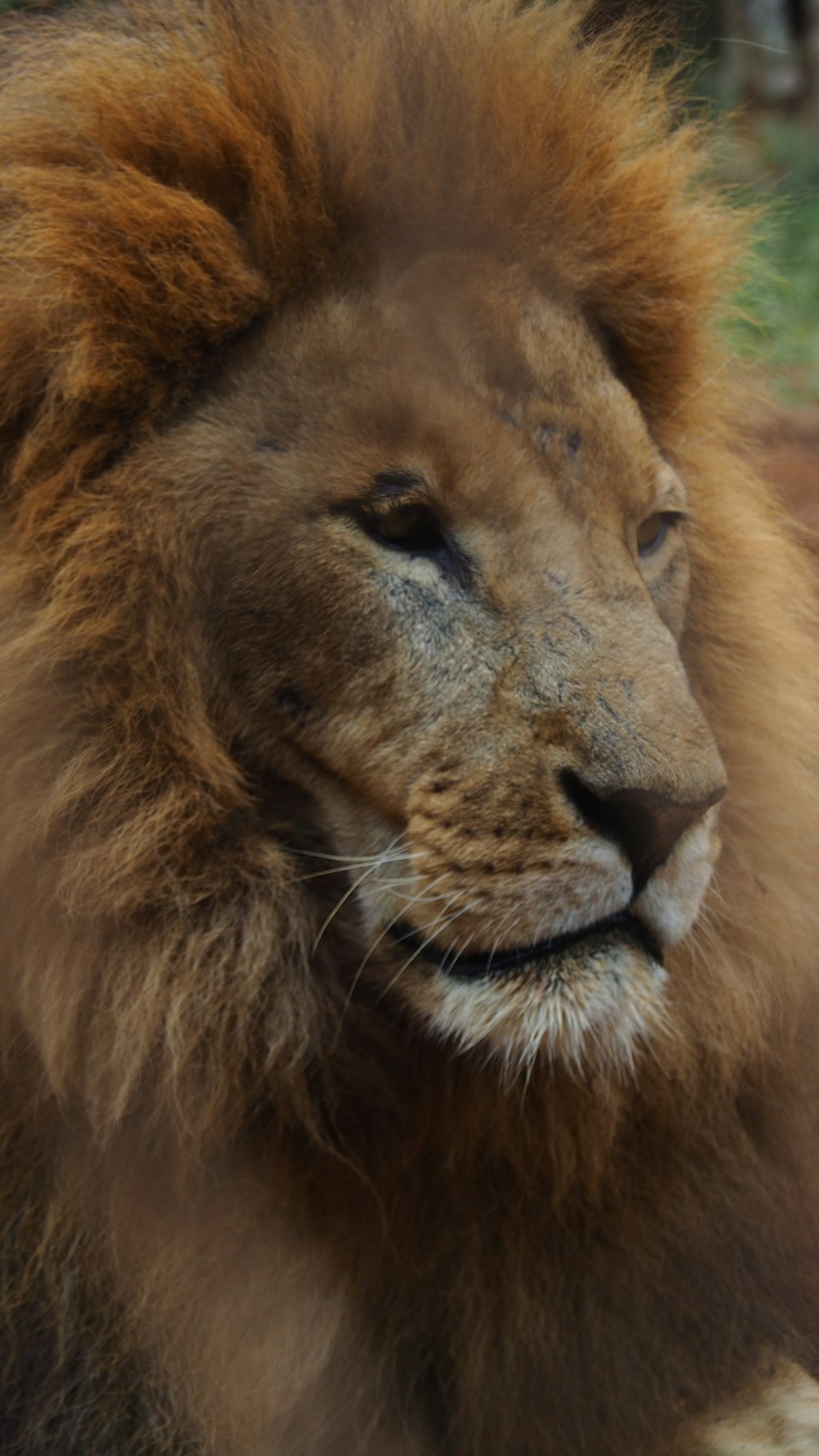 a close up of a lion laying on the ground