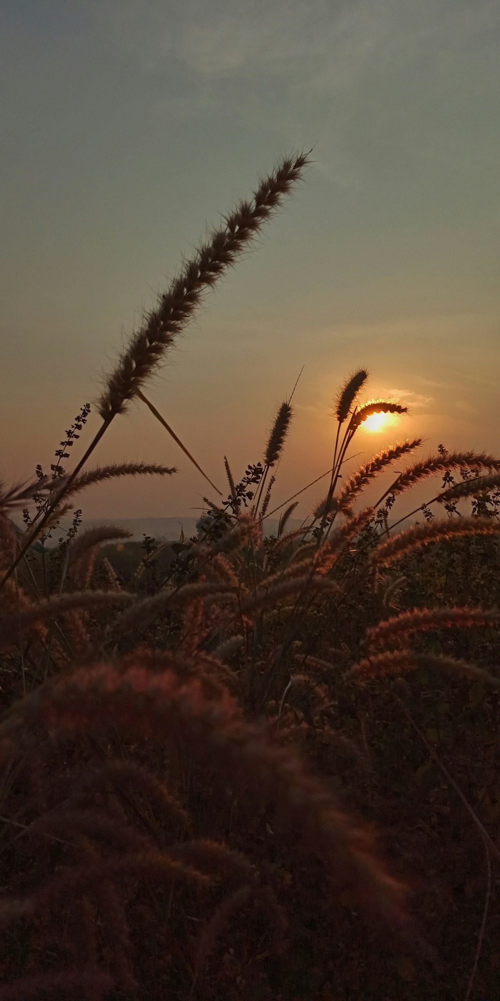 the sun is setting over a field of tall grass