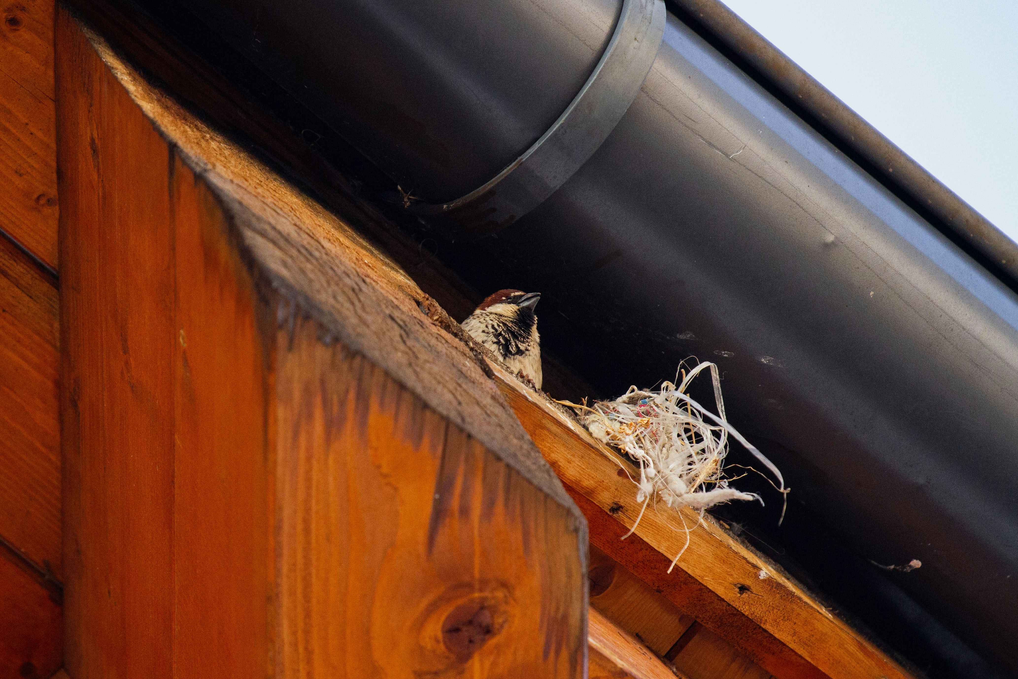 Huis met dakgoot problemen