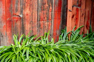A matte forest green wall with deep ripe crimson accents in a modern food market setting.