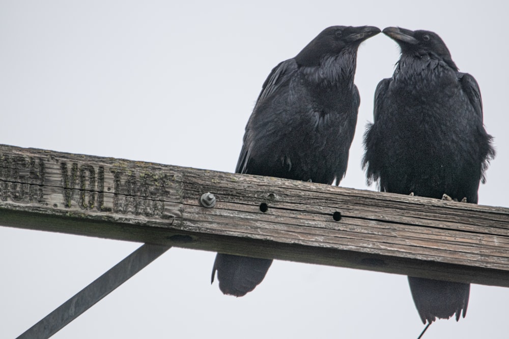 dois pássaros pretos sentados em cima de um poste de madeira
