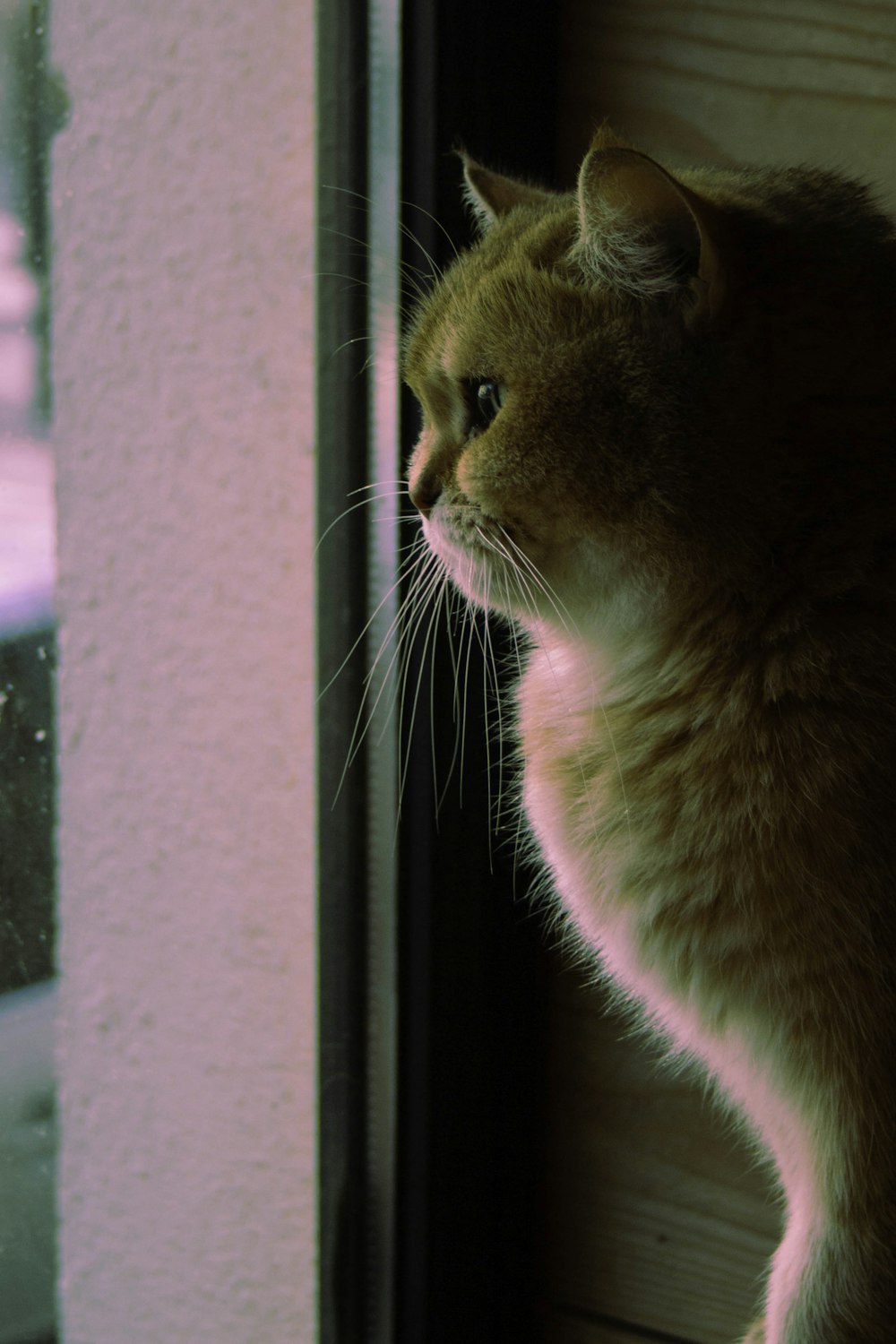 a cat is looking out of a window