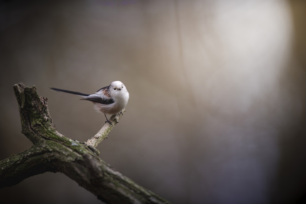 a small white bird sitting on a tree branch