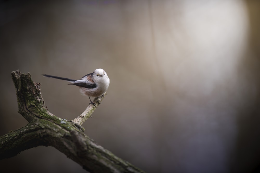 Ein kleiner weißer Vogel sitzt auf einem Ast