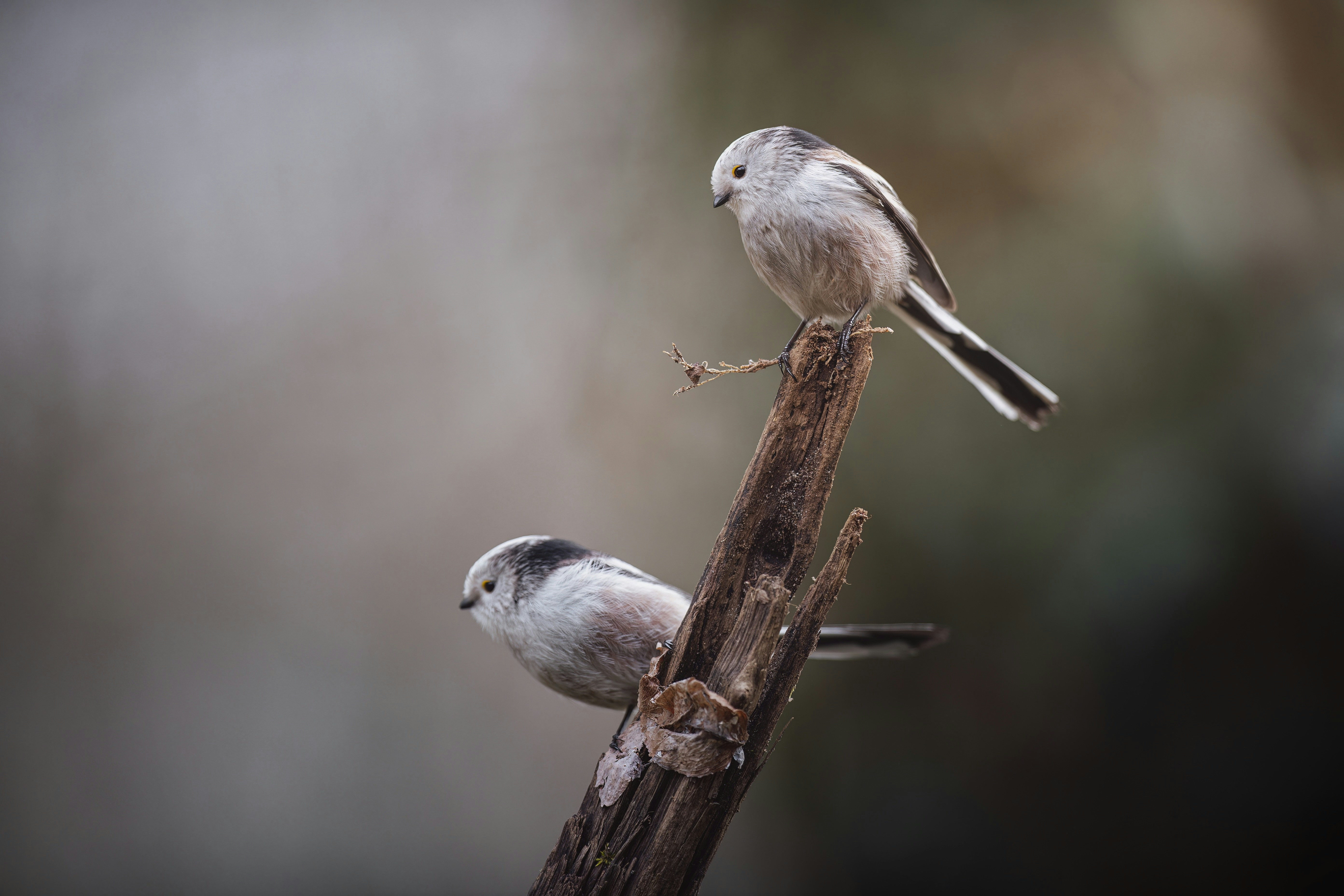 a couple of birds sitting on top of a tree branch