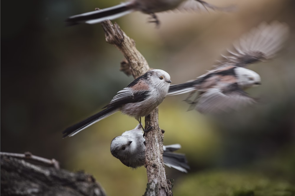 a group of birds flying around a tree branch
