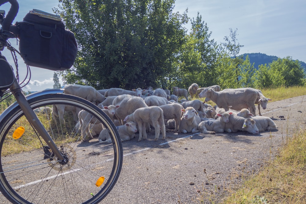 a herd of sheep are huddled together on the side of the road
