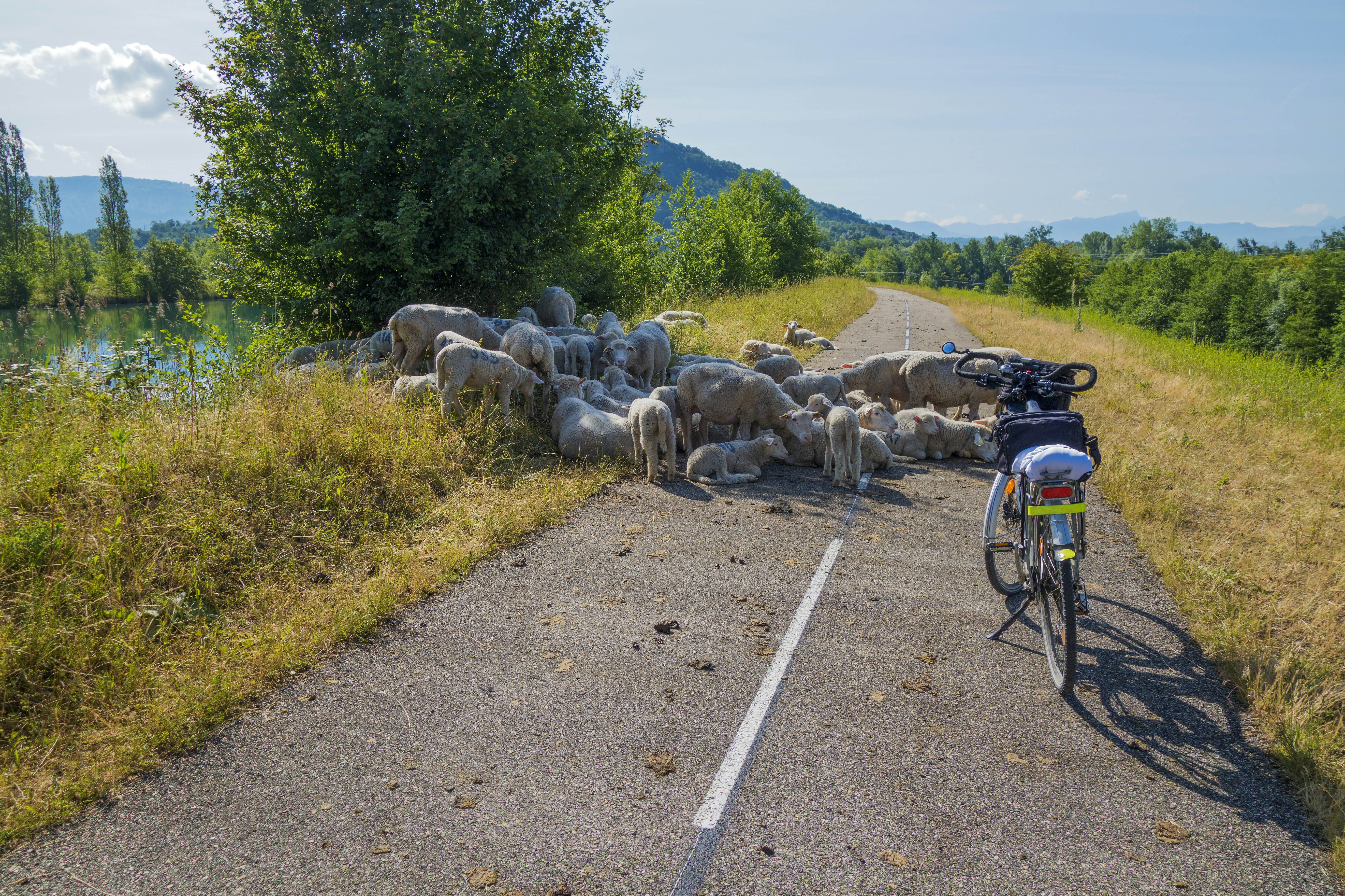 a bicycle parked on the side of a road next to a herd of sheep