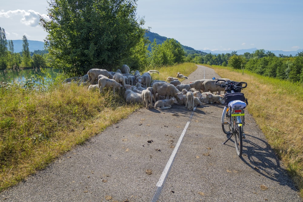 a bicycle parked on the side of a road next to a herd of sheep