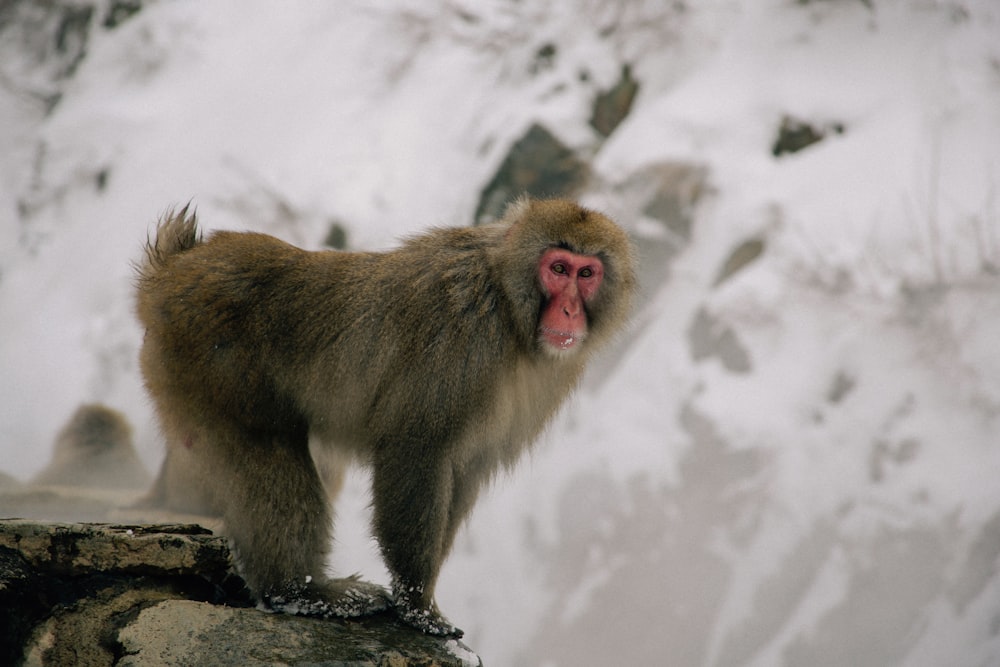 a monkey standing on a rock in the snow