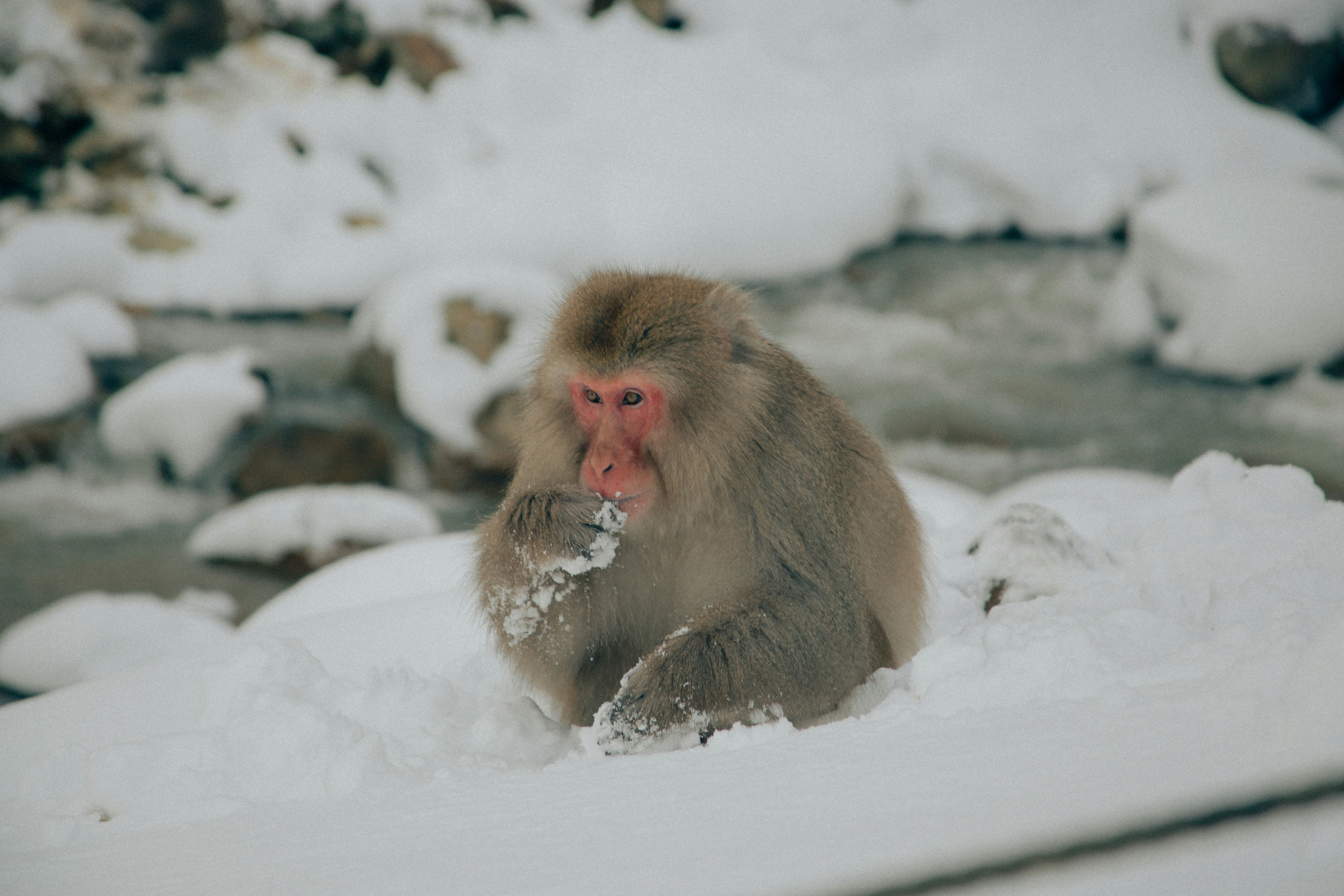 a monkey sitting in the snow eating something, 