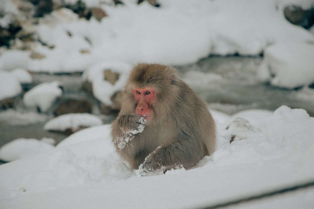 a monkey sitting in the snow eating something