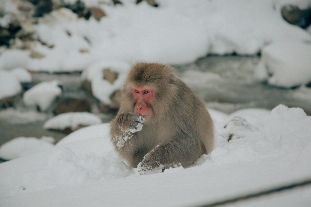 a monkey sitting in the snow eating something,