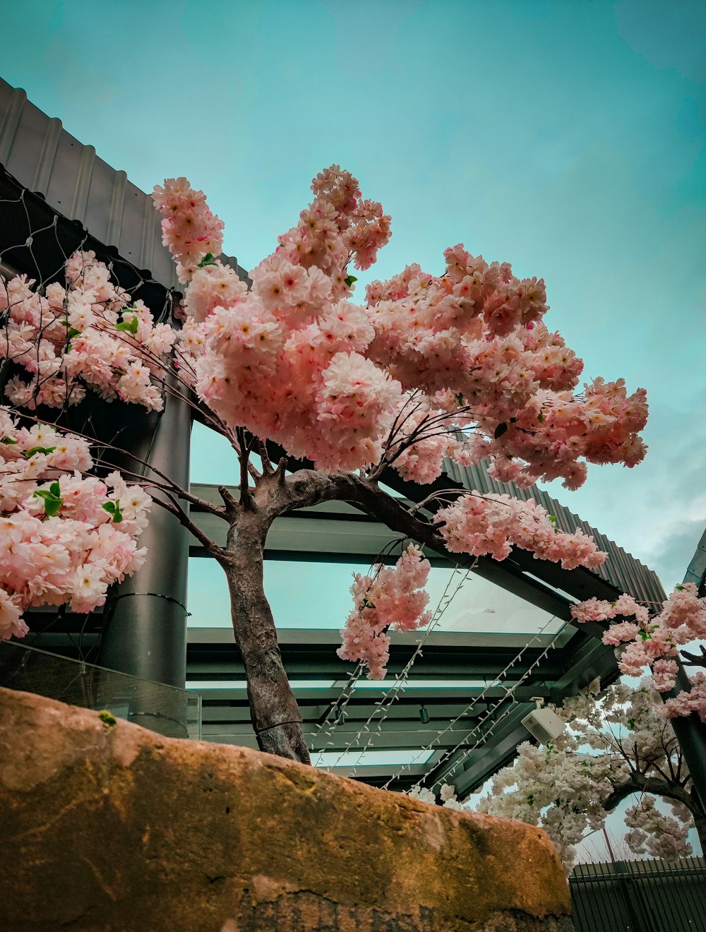 a tree with pink flowers in front of a building