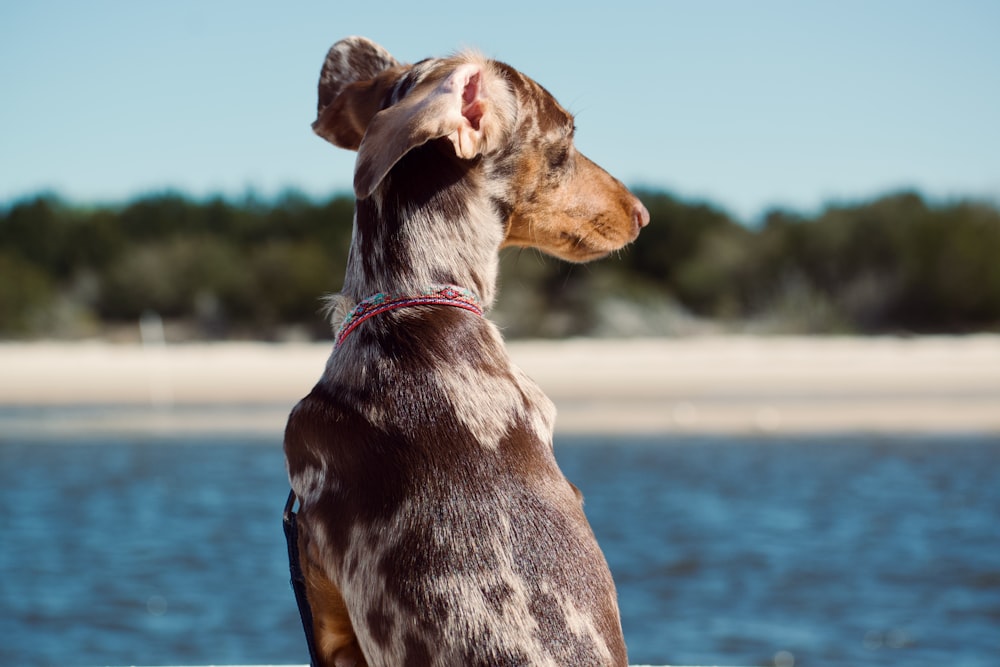 a brown and white dog sitting next to a body of water