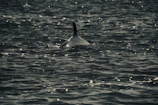 Solo female traveler reaching out to a curious dolphin breaking the water’s surface near the boat.