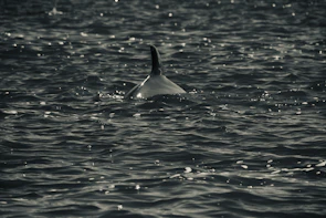 Solo female traveler reaching out to a curious dolphin breaking the water’s surface near the boat.