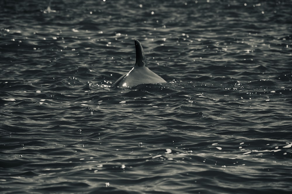 a black and white photo of a dolphin swimming in the ocean