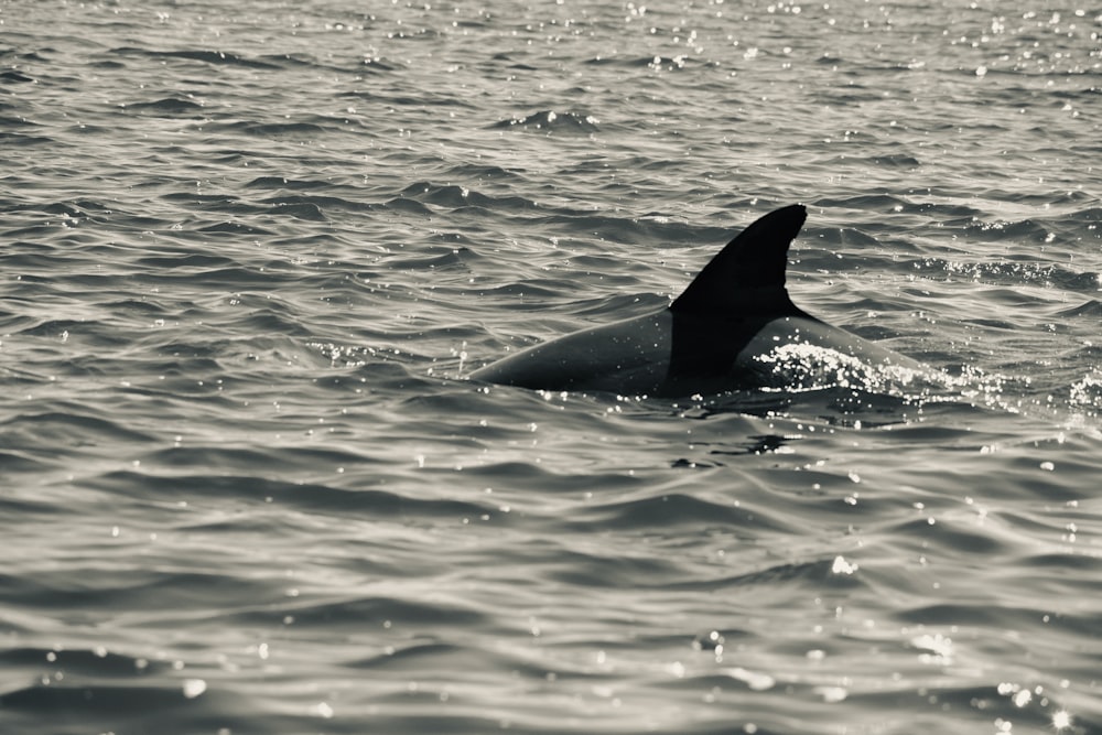 a dolphin swims through the water in a black and white photo