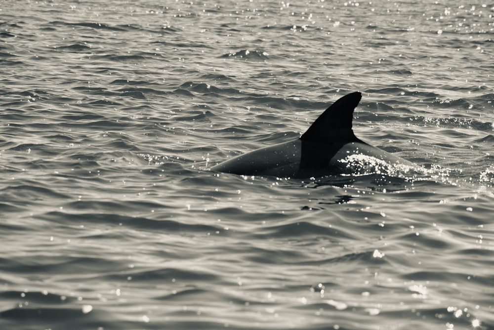 Ein Delfin schwimmt auf einem Schwarz-Weiß-Foto durchs Wasser