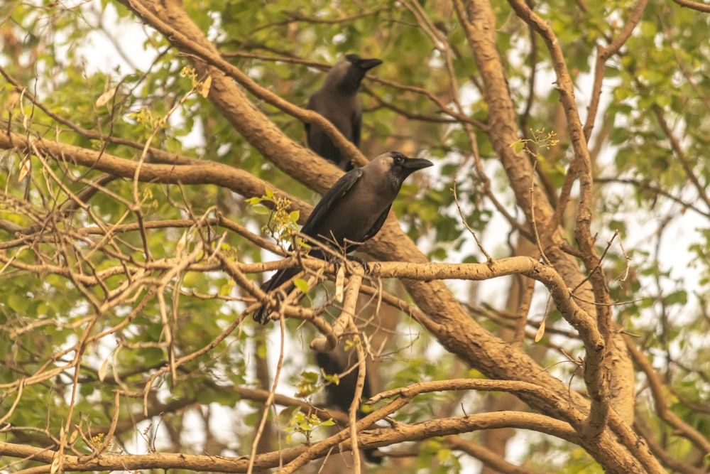 a couple of birds sitting on top of a tree branch