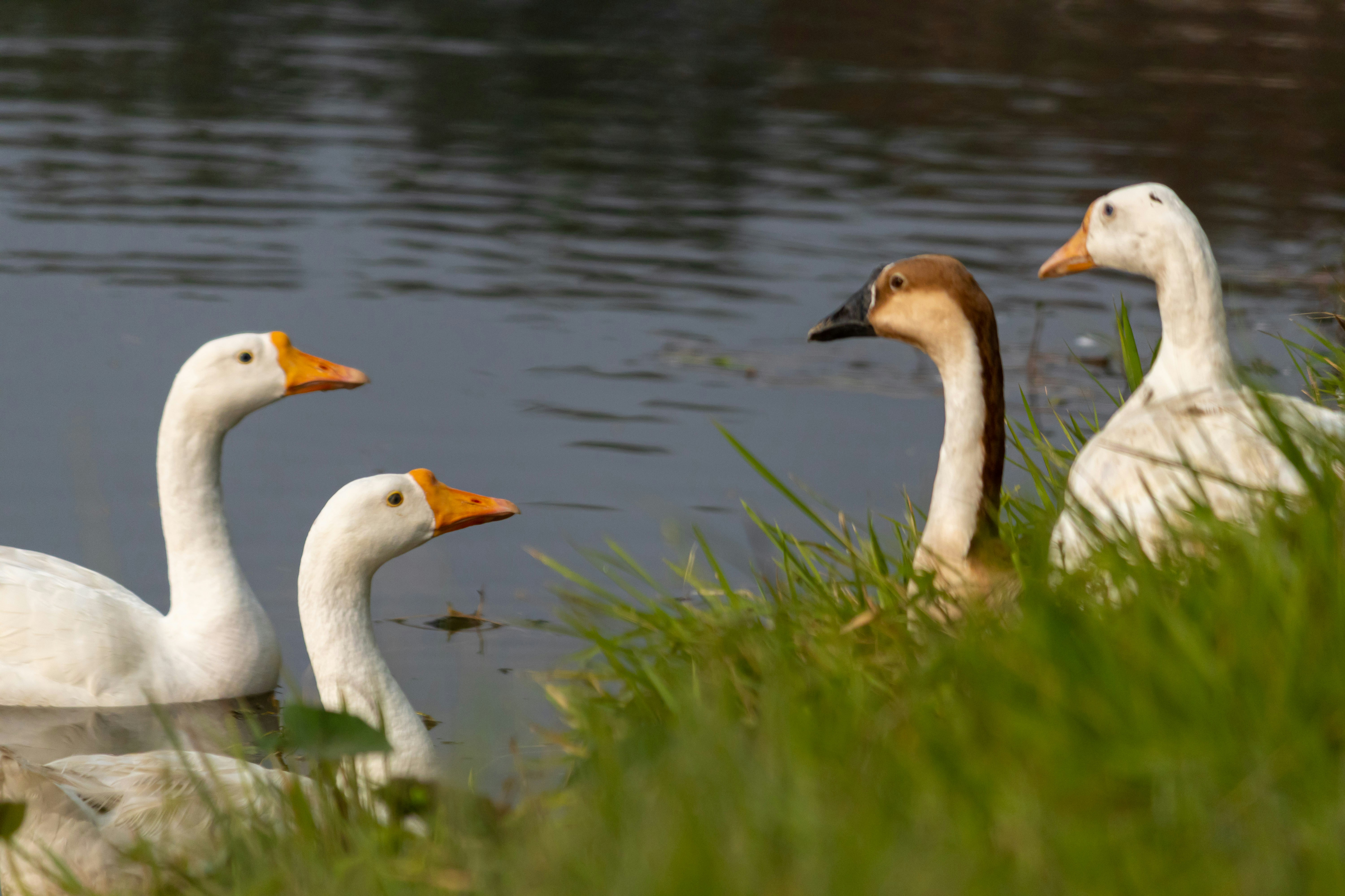 a group of ducks are swimming in the water