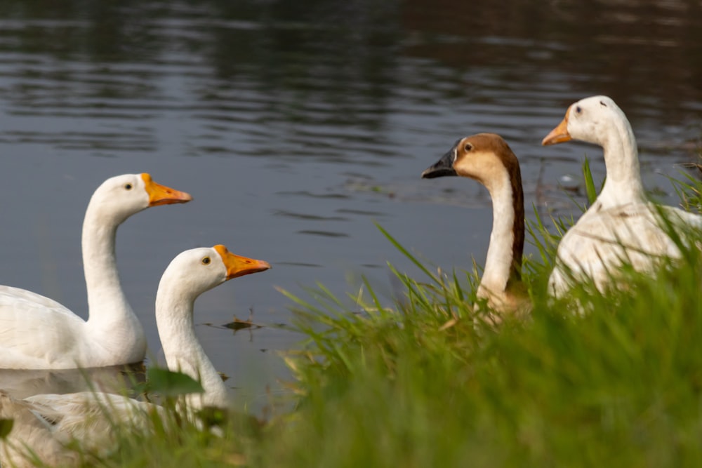 a group of ducks are swimming in the water