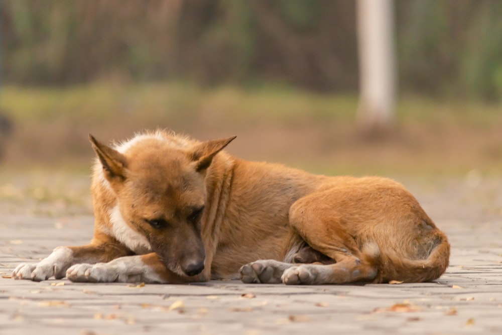 a brown dog laying on top of a sidewalk