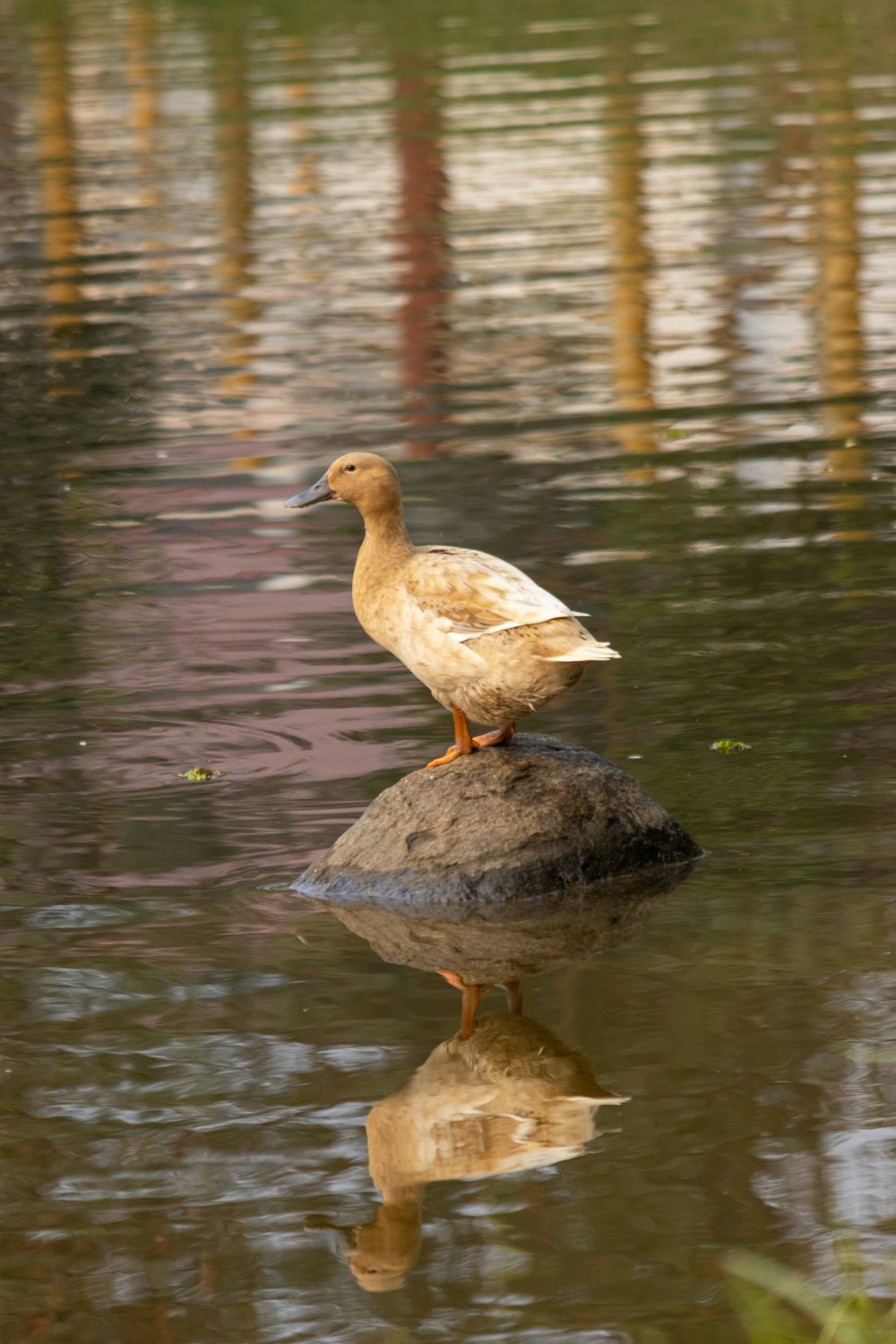 a duck is standing on a rock in the water