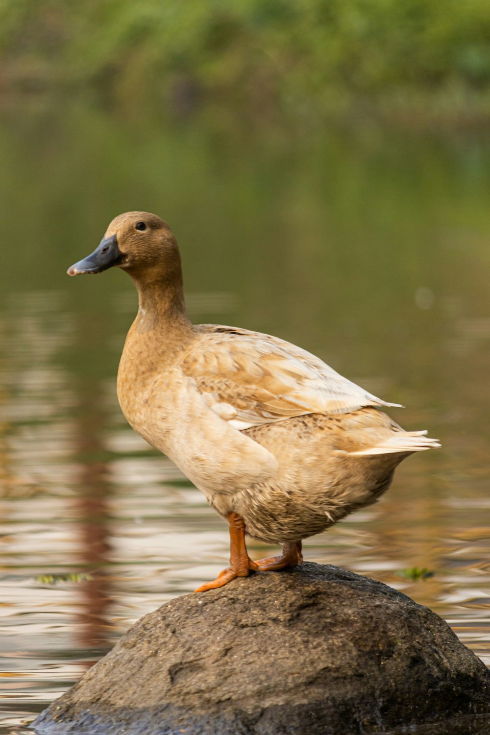 a duck is standing on a rock in the water