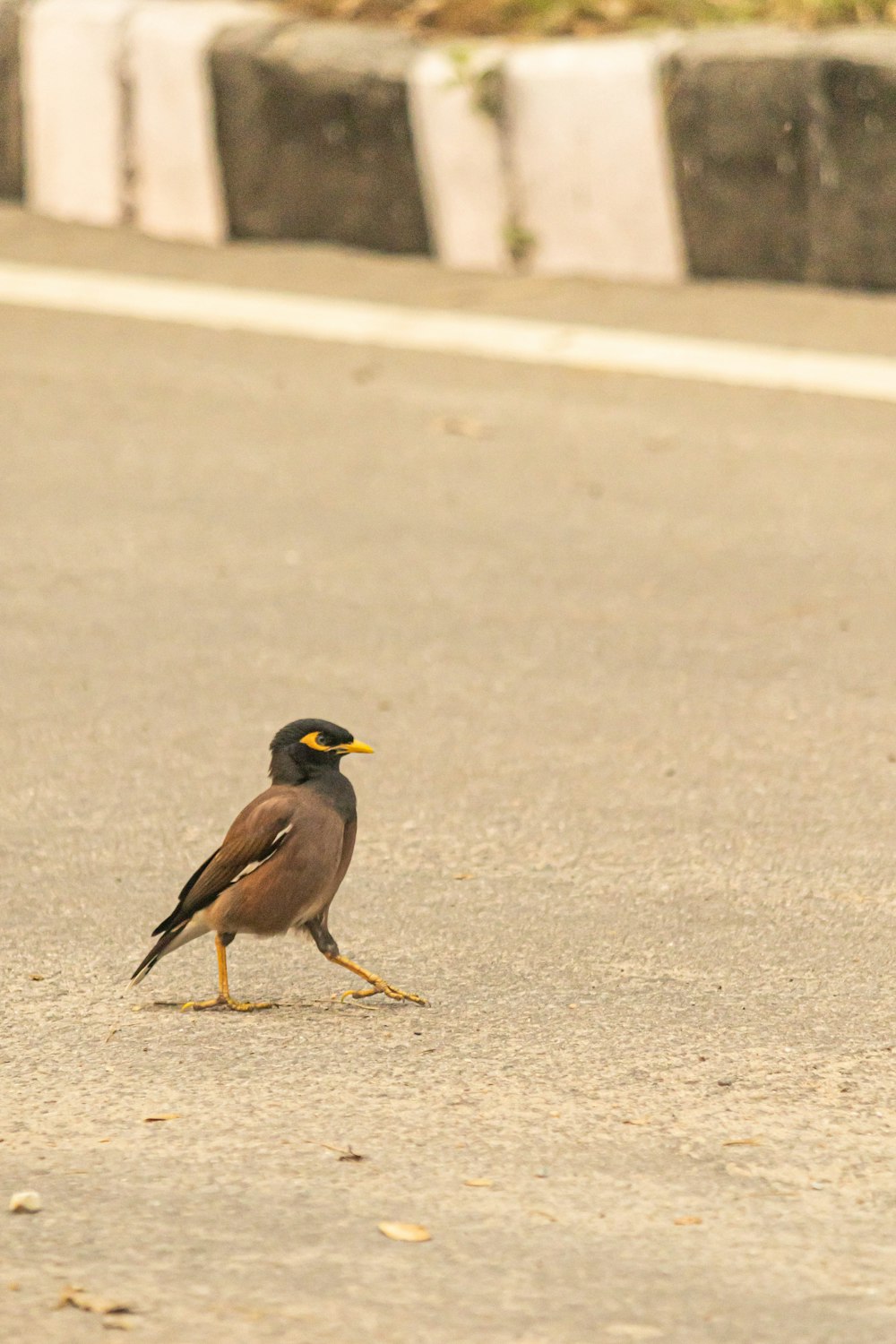 a small bird standing on the side of a road