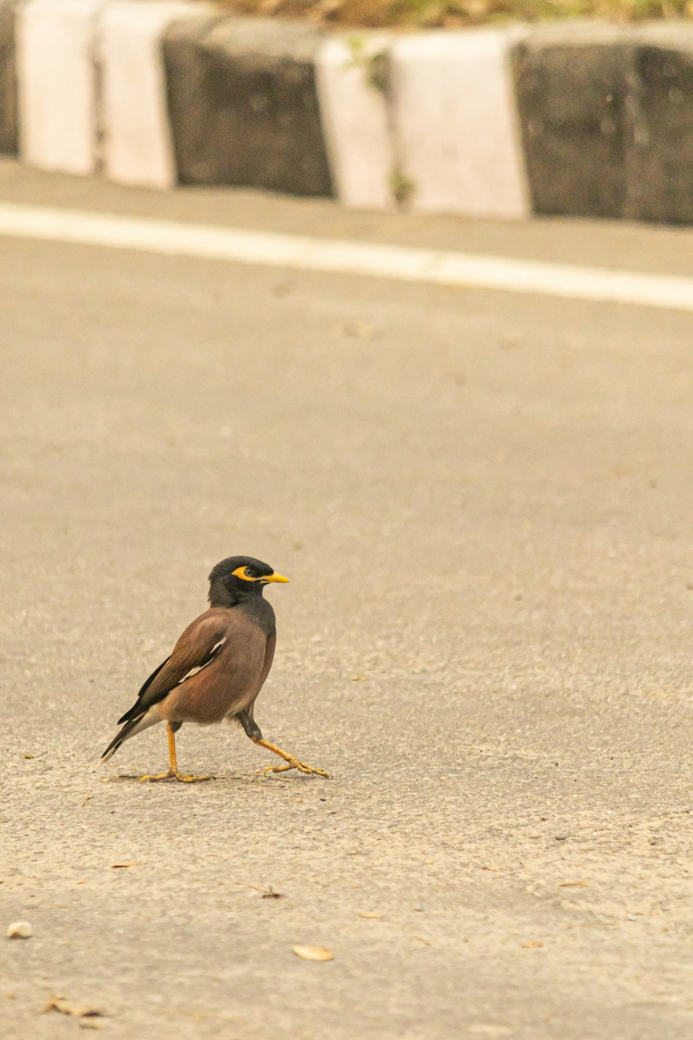 Un pequeño pájaro parado al costado de una carretera