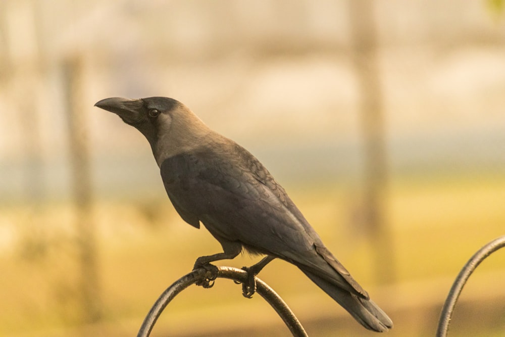 a black bird sitting on top of a metal fence