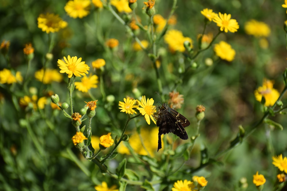 a bee sitting on top of a yellow flower