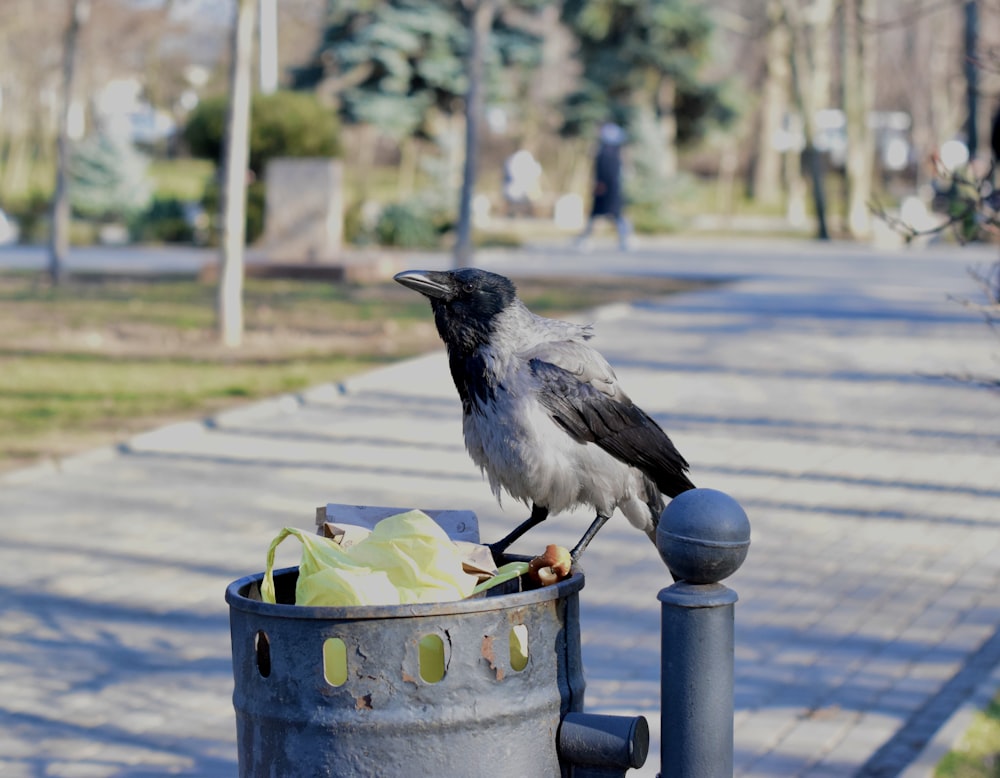 a black and gray bird sitting on top of a trash can