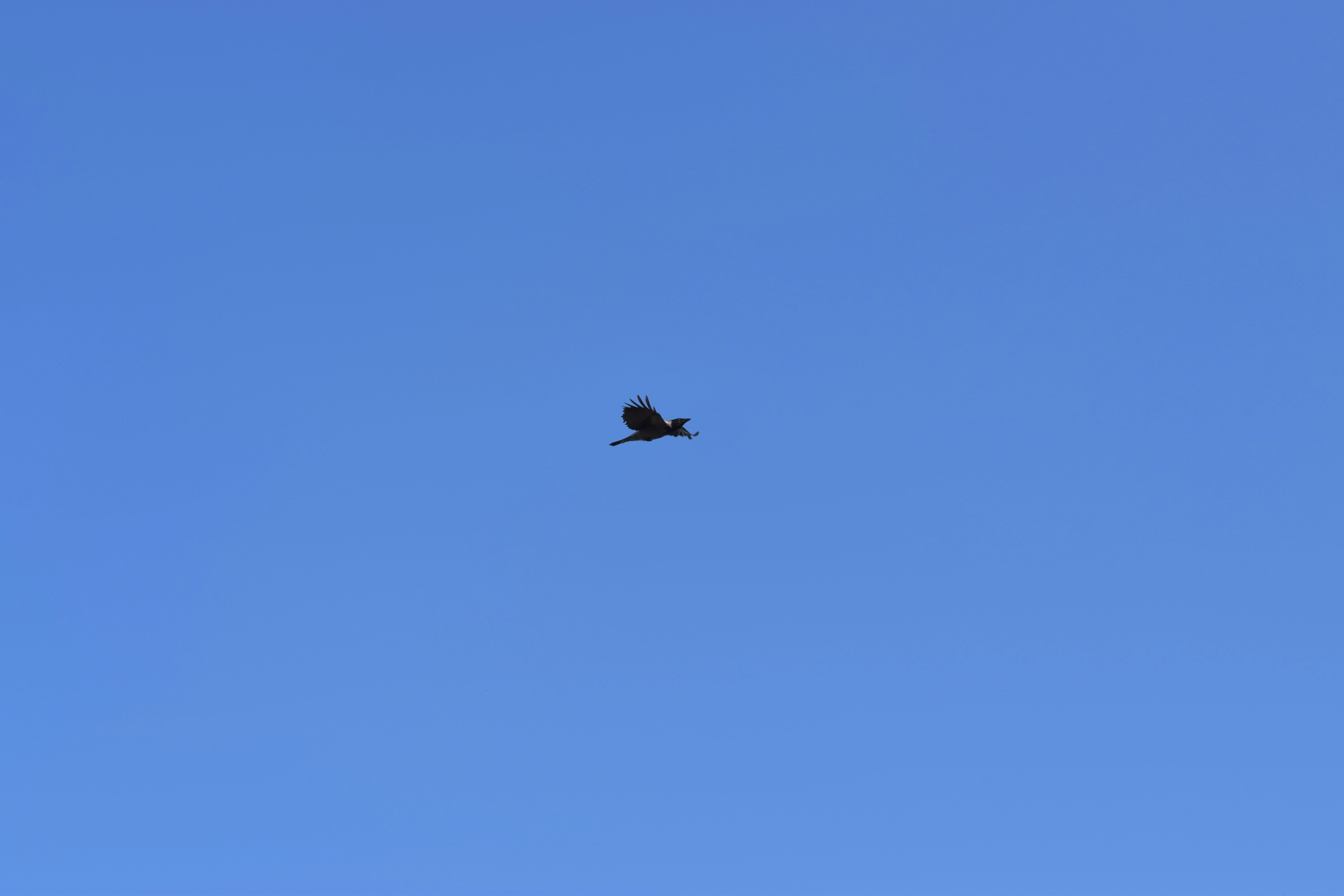 a bird flying high up in the sky