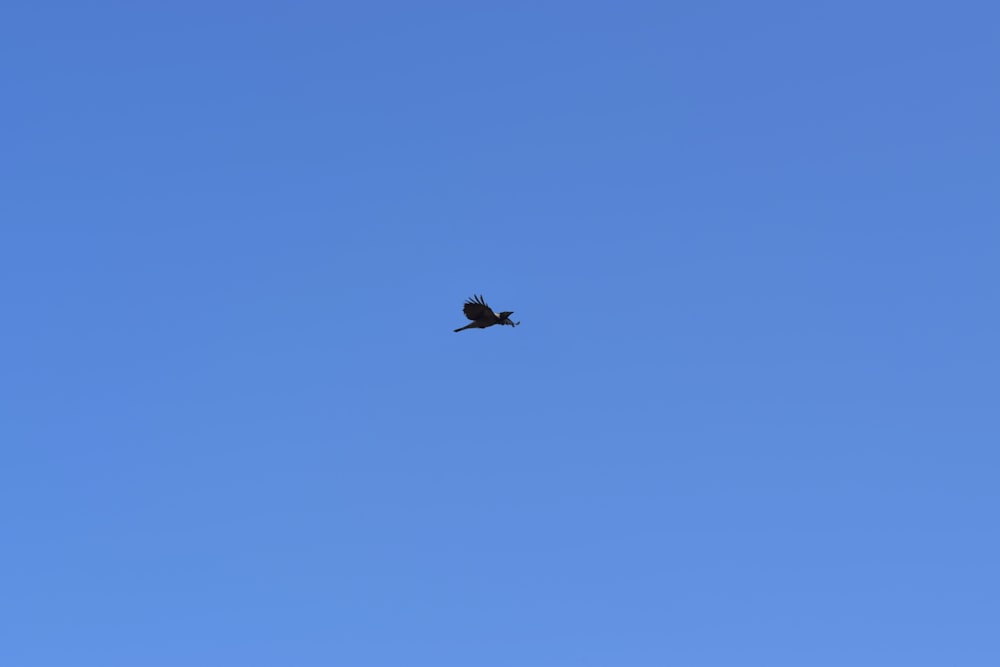 Un pájaro volando alto en el cielo