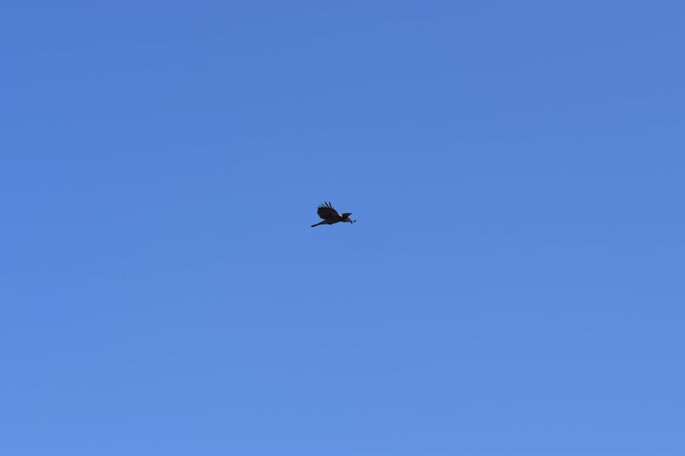 a bird flying high up in the sky