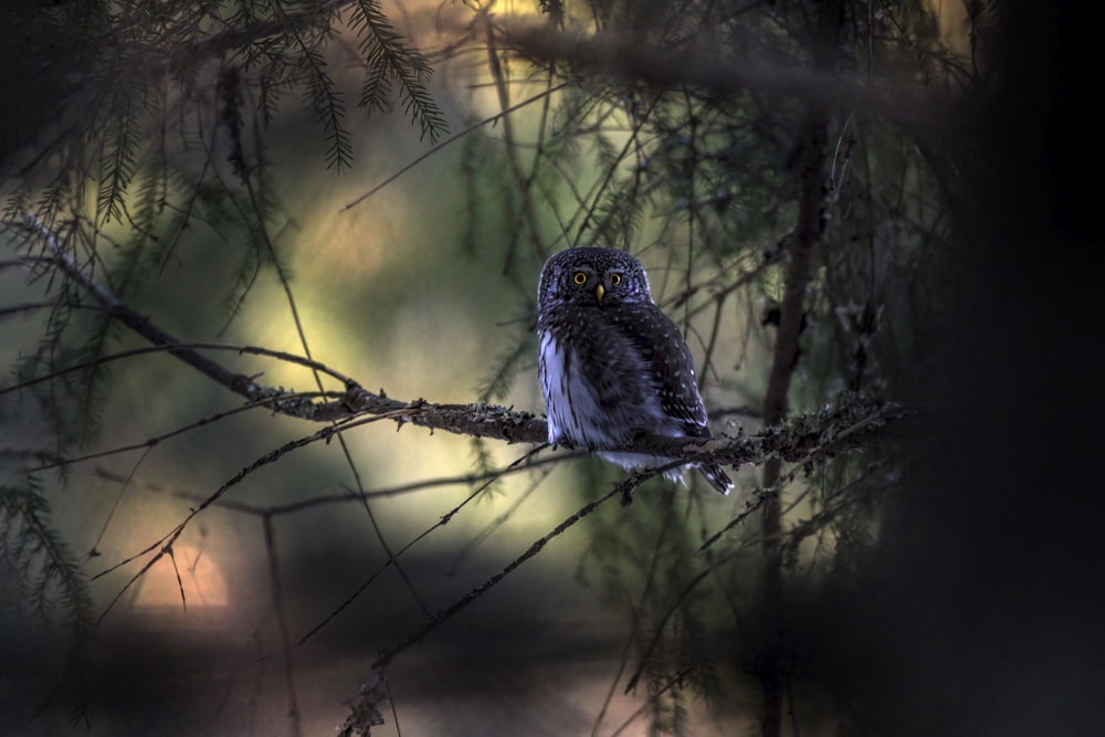 an owl sitting on a branch in a tree