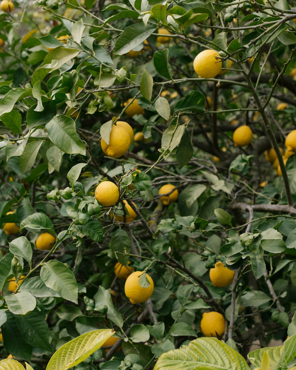 a tree filled with lots of yellow fruit